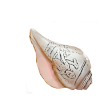 Vishnu Conch Shell